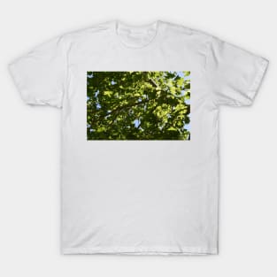 Afternoon Maple Tree Leaves T-Shirt